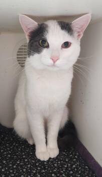 Prince -  Turkish Van Cat for Adoption in Walnutport, Pennsylvania - Prince | PetCurious