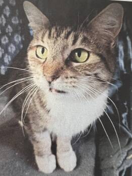 Domestic Short Hair Cats Available for Adoption in New Windsor, New York - Caroline | PetCurious