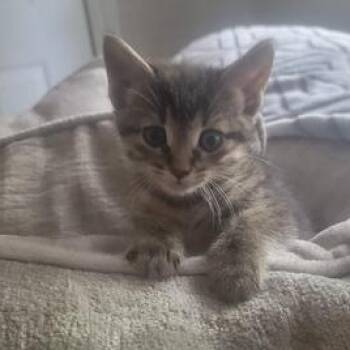 Domestic Short Hair Cats Available for Adoption in Liverpool, Texas - Pretty Girl | PetCurious