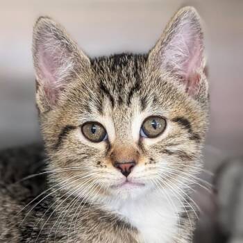 Roxi -  Domestic Short Hair Cat for Adoption in Jefferson, Wisconsin - Roxi | PetCurious
