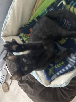 Enez -  Domestic Short Hair Cat for Adoption in Walled Lake, Michigan - Enez | PetCurious