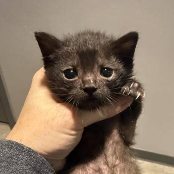 Beanie -  Domestic Short Hair Cat for Adoption in Spring Hill, Kansas - Beanie | PetCurious