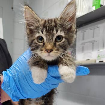 Rescue Domestic Medium Hair Cats for Adoption in Summerville, South Carolina - Tyson | PetCurious