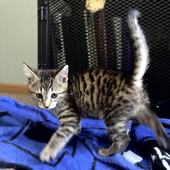 Dagwood -  Domestic Short Hair Cat for Adoption in Granville, Ohio - Dagwood | PetCurious