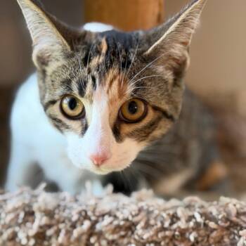 San Lucia 56453 -  Domestic Short Hair Cat for Adoption in Eaton Rapids, Michigan - San Lucia 56453 | PetCurious