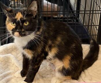 Gracie G -  Domestic Short Hair Cat for Adoption in Southbury, Connecticut - Gracie G | PetCurious