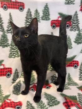 Rescue Domestic Short Hair Cats for Adoption in Newberg, Oregon - Aramis | PetCurious