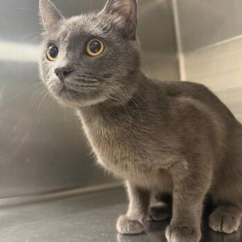 Kyoshi -  Domestic Short Hair Cat for Adoption in Columbiana, Alabama - Kyoshi | PetCurious