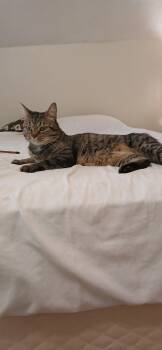 Rescue Domestic Short Hair Cats for Adoption in New Britain, Connecticut - Felix | PetCurious