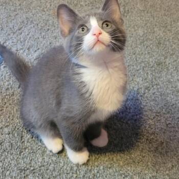 Liv -  Domestic Short Hair Cat for Adoption in Garden City, Michigan - Liv | PetCurious