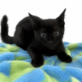 Feral lovebug -  Domestic Short Hair Cat for Adoption in Columbiana, Alabama - Feral Lovebug | PetCurious