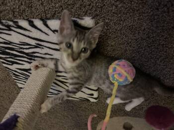Rescue Tabby Cats for Adoption in Wimauma, Florida - Simone | PetCurious