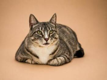 Zoe (bonded w/ Dashiel) -  Domestic Short Hair Cat for Adoption in Bowling Green, Kentucky - Zoe (bonded W/ Dashiel) | PetCurious