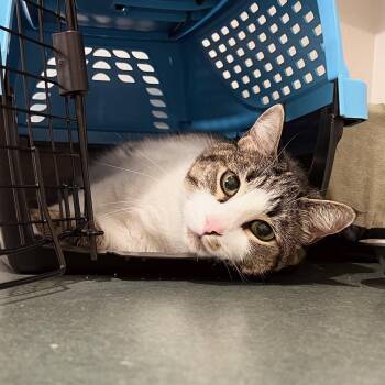 Rescue Domestic Short Hair Cats for Adoption in Boise, Idaho - Paul Bunyan | PetCurious