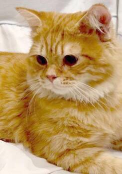 Maddie is the kitty of your dreams - rare orange exotic - VIDEOS -  Persian and British Longhair Cat for Adoption in Bedford Hills, New York - Maddie Is The Kitty Of Your Dreams - Rare Orange Exotic - VIDEOS | PetCurious
