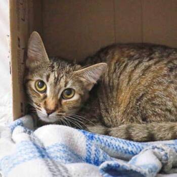 Domestic Short Hair Cats Available for Adoption in Atlanta, Georgia - Ino | PetCurious