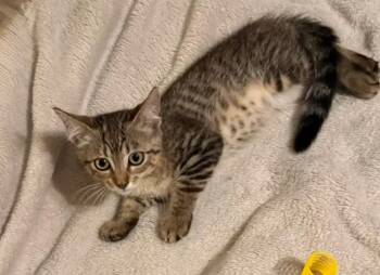 Bardmoor -  Domestic Short Hair Cat for Adoption in Safety Harbor, Florida - Bardmoor | PetCurious