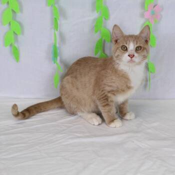 Domestic Short Hair Cats Available for Adoption in Salt Lake City, Utah - Dorito | PetCurious