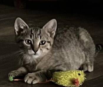 Anakin -  Tabby and Domestic Short Hair Cat for Adoption in Vacaville, California - Anakin | PetCurious