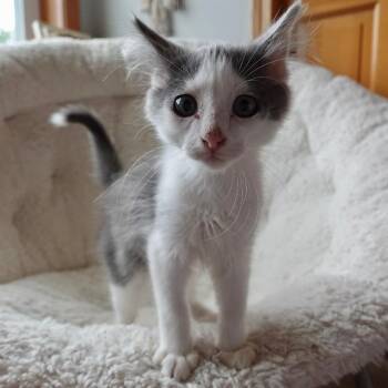 Manuel C70755 -  Domestic Medium Hair Cat for Adoption in Minnetonka, Minnesota - Manuel C70755 | PetCurious