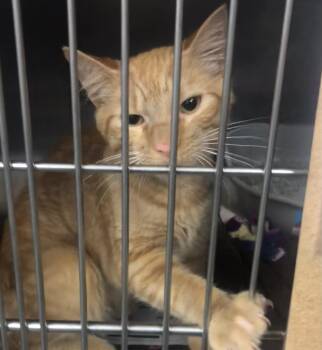 Domestic Short Hair Cats Available for Adoption in Parma, Ohio - Thompson | PetCurious