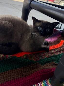 milo -  Siamese Cat for Adoption in Hobbs, New Mexico - Milo | PetCurious