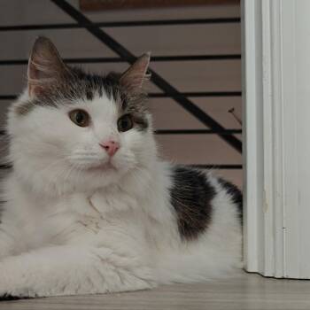 Milkshake -  Domestic Short Hair Cat for Adoption in Philadelphia, Pennsylvania - Milkshake | PetCurious
