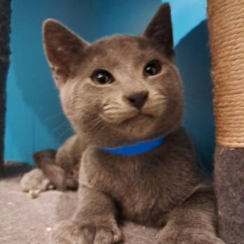 Skitter C11424 -  Domestic Short Hair Cat for Adoption - Skitter C11424 | PetCurious