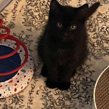 Rescue Domestic Medium Hair Cats for Adoption in Mississauga, Ontario - Firefly | PetCurious