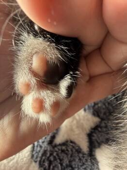 Domestic Short Hair Cats Available for Adoption in Davis, California - Finnegan | PetCurious