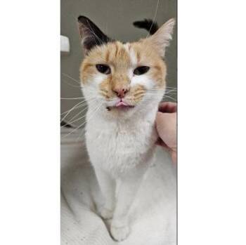 Domestic Short Hair Cats Available for Adoption - Harmony Kershaw | PetCurious