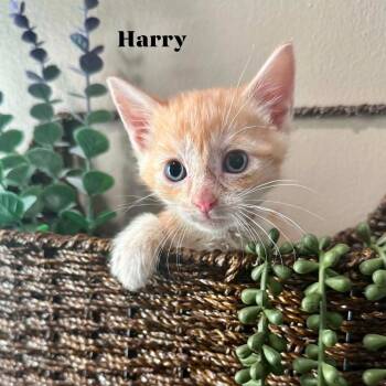 Harry -  Domestic Short Hair Cat for Adoption in Rochester, Minnesota - Harry | PetCurious