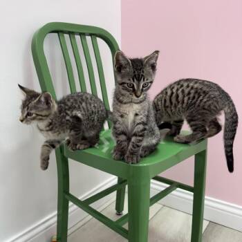 Coleslaw -  Domestic Short Hair Cat for Adoption in Dayton, Ohio - Coleslaw | PetCurious