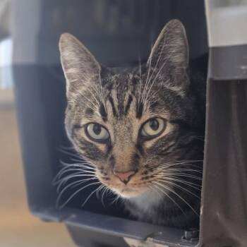 Zeus -  Domestic Short Hair Cat for Adoption in Oakland, California - Zeus | PetCurious