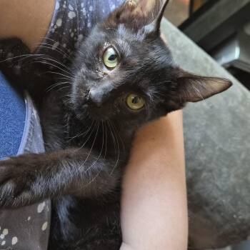 Licorice -  Domestic Short Hair Cat for Adoption in Tilton, Illinois - Licorice | PetCurious