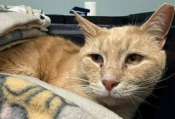 Domestic Short Hair Cats Available for Adoption in Annapolis, Maryland - Theo (FIV+) | PetCurious