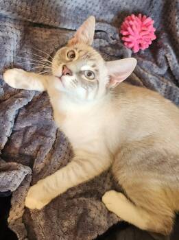 Siamese Cats Available for Adoption - Leo ( MP) | PetCurious