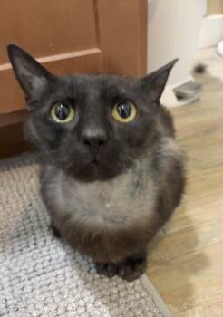 Rescue Domestic Short Hair Cats for Adoption in Seven Valleys, Pennsylvania - Venom | PetCurious