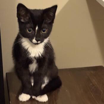 Luna -  Domestic Short Hair Cat for Adoption in Syracuse, New York - Luna | PetCurious