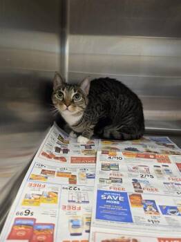 ZARA -  Domestic Short Hair Cat for Adoption in Houston, Texas - ZARA | PetCurious