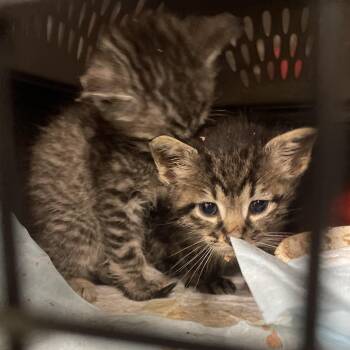 Costello -  Domestic Short Hair Cat for Adoption in Eureka Springs, Arkansas - Costello | PetCurious
