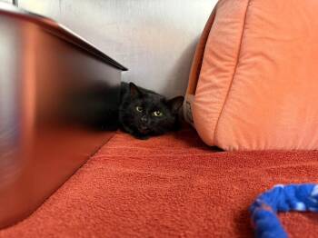 Domestic Short Hair Cats Available for Adoption in Murray, Kentucky - Lucky | PetCurious