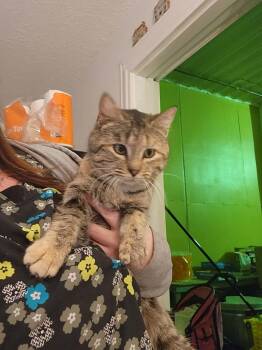 Domestic Short Hair Cats Available for Adoption in Olney, Illinois - Tilly Tumbleweed | PetCurious