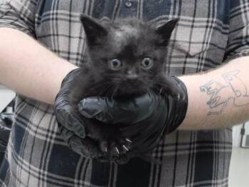 PAULIE WALNUTS -  Domestic Short Hair Cat for Adoption in Omaha, Nebraska - PAULIE WALNUTS | PetCurious
