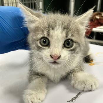 Carson -  Domestic Short Hair Cat for Adoption in Las Cruces, New Mexico - Carson | PetCurious