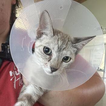 The Shining (LKF2) -  Domestic Short Hair Cat for Adoption in Leander, Texas - The Shining (LKF2) | PetCurious