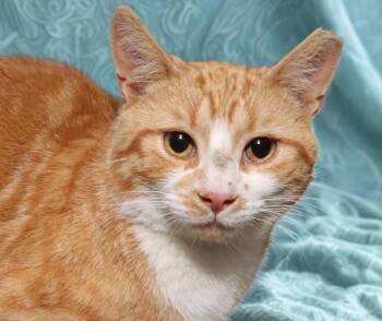 Garbo -  Domestic Short Hair Cat Available for Adoption in Euclid, Ohio - Garbo | PetCurious