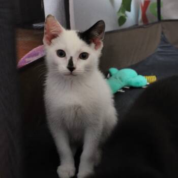 Yin & Yang -  American Shorthair Cat for Adoption in Florham Park, New Jersey - Yin & Yang | PetCurious