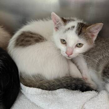 Poppy -  Domestic Short Hair Cat for Adoption in Council Bluffs, Iowa - Poppy | PetCurious