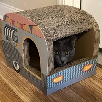 Rowan -  Domestic Short Hair Cat for Adoption in Aspinwall, Pennsylvania - Rowan | PetCurious